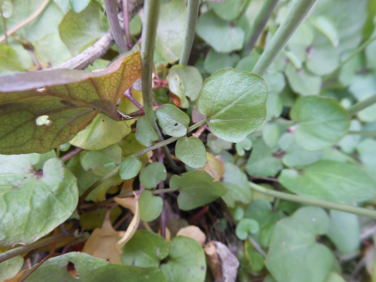 Cardamine apennina Lihov & Marhold